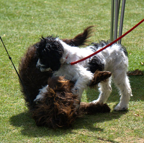 Dogs having fun on their leads